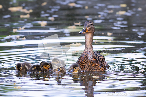 Image of curious mallard hen with newborn chicks