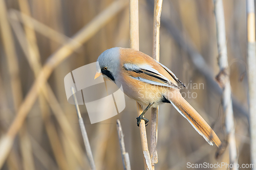 Image of male bearded reedling in natural habitat