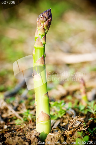 Image of Asparagus Spear detail