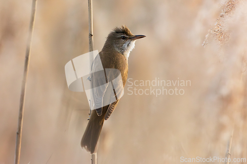 Image of male great reed warbler