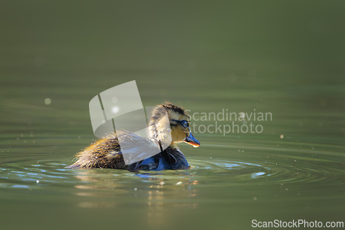 Image of mallad duckling alone on pond