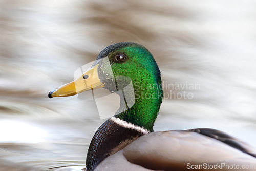 Image of mallard drake portrait