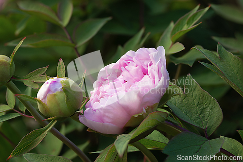 Image of pink peony focus stack