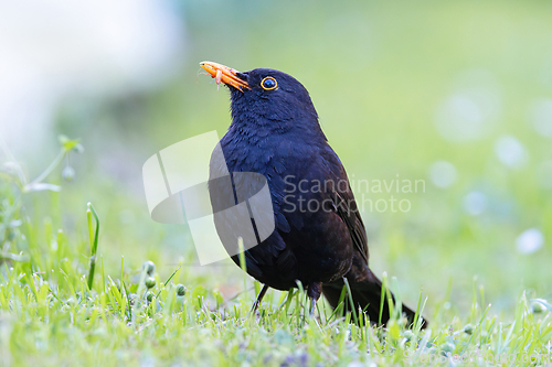Image of proud common blackbird in mating season