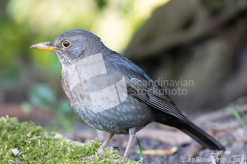 Image of shy female blackbird closeup