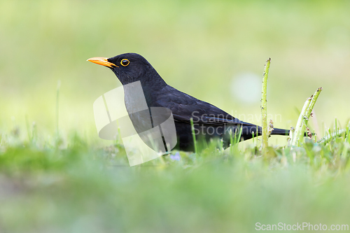 Image of wonderful blackbird on garden lawn