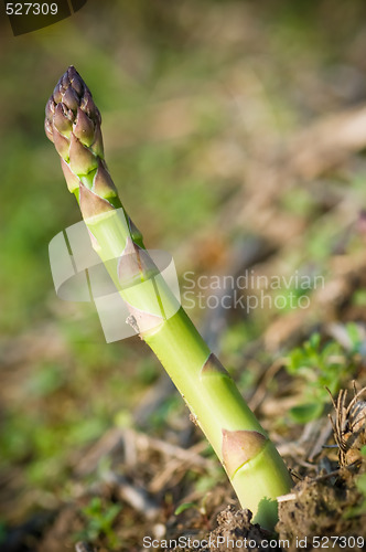 Image of Asparagus Spear detail