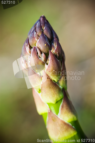 Image of Asparagus Spear detail