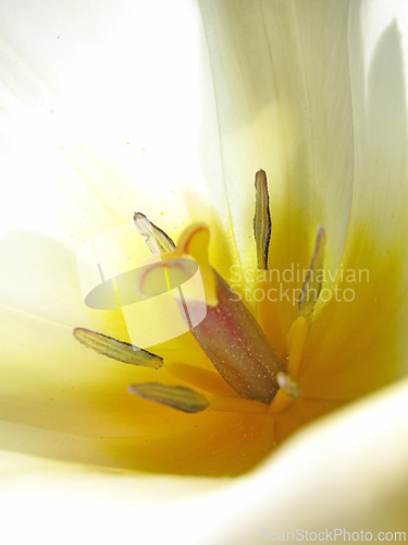 Image of Macro, flower and lily in garden and environment, nature with natural background and spring time. Closeup of plant, petal and pollen with gardening, blossom and botanical with ecology for growth