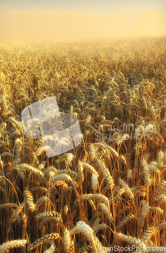 Image of Sunrise, landscape and wheat field in land for agriculture, environment and countryside. Summer, calm and sustainable with plants in meadow for farming, outdoor and harvest on grass of rural Canada