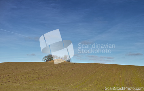 Image of Landscape, field and mound with trees on horizon in nature with blue sky, grass and natural environment in Mexico. Land, meadow and grassland for farming, agriculture and cultivation in countryside