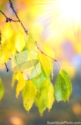 Image of Autumn, leaf and branch in nature with sunlight, forest and climate change for ecology and environment. Trees, growth and gardening with plants , colourful and organic calm for peace in garden