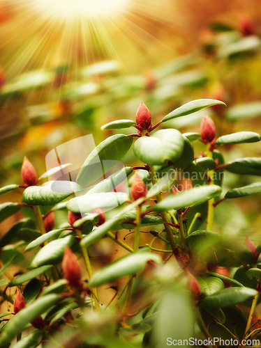 Image of Plant, sunshine and flower closeup in nature, agriculture and botanical sprout with growth, Sustainability, environment and change of season, Autumn garden and botany bush in ecosystem on earth day