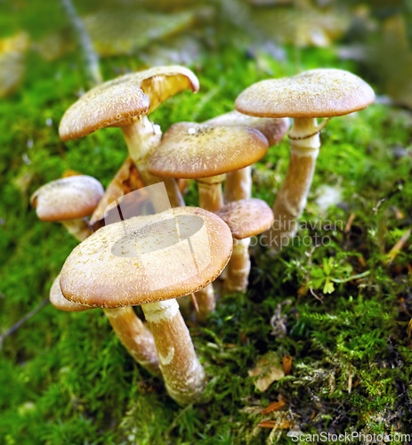 Image of Mushroom, grass and grow on soil in earth for garden in environment. Fungus, poison and food in outdoor for ground in season with ecology and moss in nature for natural and sunlight for geography