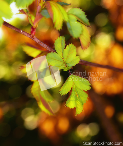 Image of Leaf, nature and autumn branch for closeup, environment and agriculture sustainability in fall. Ecology, plants and sunshine in conservation garden, relax for growth in natural outdoor for botany