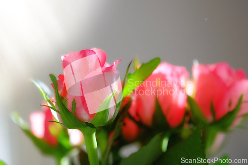 Image of Roses, leaf and flower in nature for plant, love and bloom with bud and growth in natural or outdoor. Bouquet, gift and fresh for sunlight and spring in season with floral, petal and color for seed