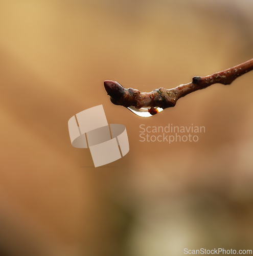 Image of Rain, plant and macro of wet twig with water drop, morning dew and environment in garden, backyard and landscape. Bokeh, nature and close up of spring bud in countryside, rainforest or woods