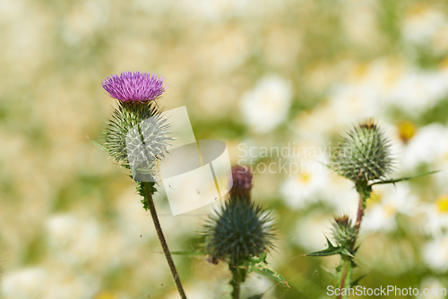 Image of Closeup, flower and bokeh for nature, vegetation or landscape of beauty, countryside or environment. Spear thistle, cirsium vulgare or weed as thorn bulb for ecology, botany or gardening in spring