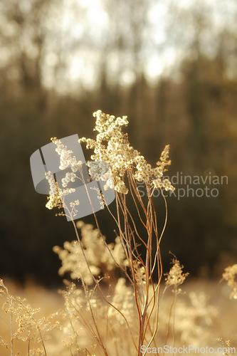 Image of Flowers, plant and autumn outdoor in forest, environment and nature in rural South Africa. Grassland, ecosystem and botany by trees, woods and countryside for peace, zen and relaxation in Cape Town