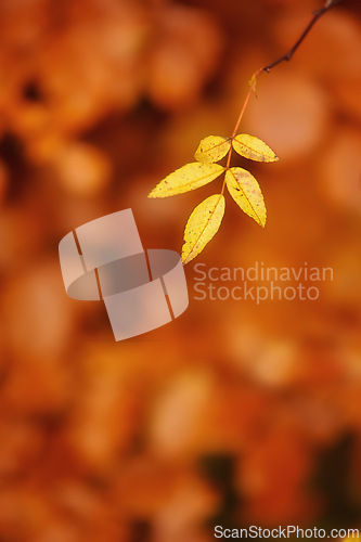 Image of Autumn, leaves and nature or sustainability in outdoors, ecology and foliage in countryside. Plant, red and fall season in botanical garden or environment, peace and calm for ecosystem and weather