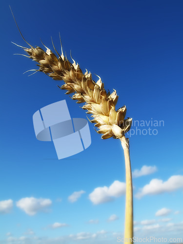 Image of Wheat ear, nature and sky in harvest season, fibre and health vitamins for weight loss and diet. Natural, plant isolated for farming or bread and breakfast cereal, gluten and organic for agriculture