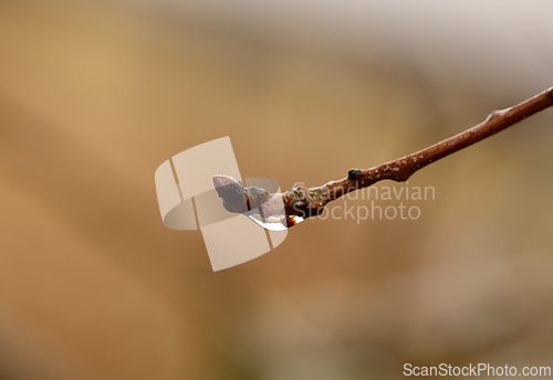 Image of Rain, plant and closeup of wet twig with water drop, morning dew and environment in garden, backyard and landscape. Bokeh, nature and tree branch in countryside, rainforest or woods in winter