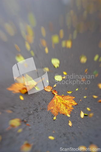 Image of Autumn, leaves and ground or asphalt in outdoors, ecology and foliage in countryside. Plant, sustainable and fall season in botanical garden or environment, peace and calm for ecosystem and weather