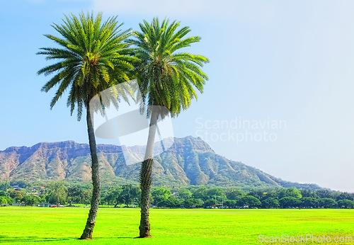 Image of Trees, tropical environment and summer in nature, field and rural on farm land. Grass, palm trees and mountains range in Honolulu holiday destination, plants and blue sky in Hawaii summer season