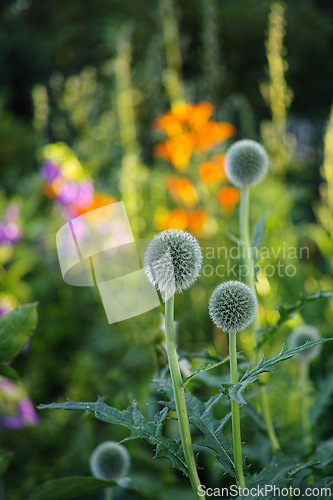 Image of Flowers, plants and meadow in summer at countryside, environment and landscape in rural Japan. Botanical garden, pasture and grassland with vegetation in bloom in backyard, bush or nature for ecology