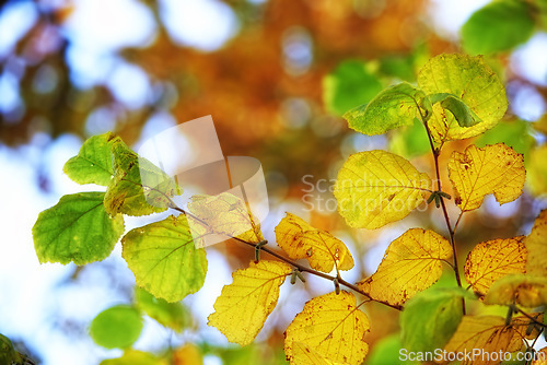 Image of Autumn, leaves and nature or sustainability in forest, ecology and foliage in countryside. Plant, outdoors and fall season in botanical garden or environment, peace and calm for ecosystem and weather