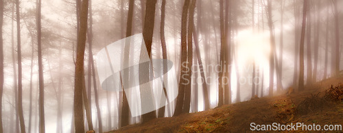 Image of Woods, sunrise and fog in the morning, nature and trees in countryside landscape. Earth, forest and spring for dark natural environment, autumn and outdoor plants or leaves in rural wilderness