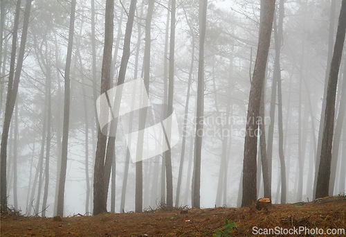 Image of Forest, landscape and mist for nature, winter and foggy field location for environment outdoor. Tree, outside and branches for leaves, peace and rain on hiking trail in morning for background