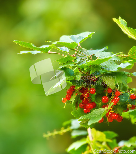 Image of Red, current and nature branch with leaf, spring and fruit for growth with nutrition. Healthy, plant for agriculture in garden greenery and fresh, organic produce and food in peaceful environment