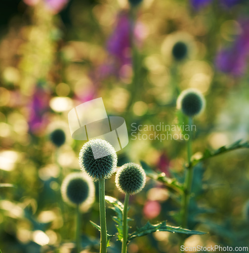 Image of Globe thistle, flower and wild in spring meadow for closeup, fresh and natural vegetation. Ecology and pollen plant for biodiversity, environmental sustainability in growth for botanical garden