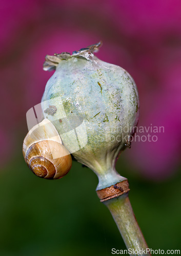 Image of Nature, spring and plant of poppy seed head, wildflower and closeup in snail in Argentina. Insect, ecology and vegetation in garden for environment, ecosystem and growth in countryside