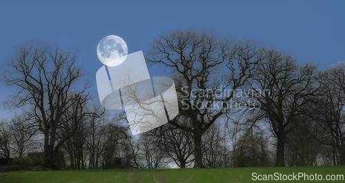 Image of Forest, trees and moon with nature, night and environment with sky and grass with fresh air and landscape. Empty, growth and ecology with plants and natural with woods and earth with sustainability