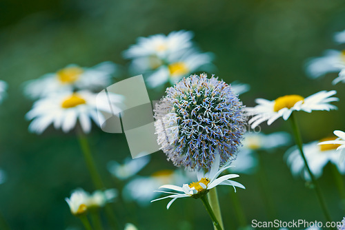 Image of Thistle, flowers and daisies in meadow at countryside, field and landscape with plants in background. Botanical garden, pasture and echinops by petals in bloom in backyard, bush or nature in Spain