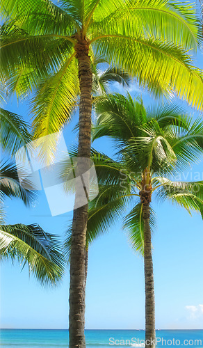 Image of Palm tree, beach and tropical holiday for adventure in Maldives or summer, vacation or outdoor. Plants, environment and paradise island with sunlight or sightseeing for relax trip, resort or break