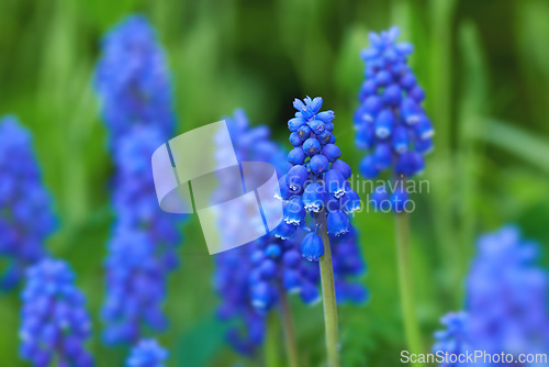 Image of Flower, plants and wild in nature for sustainability, horticulture and conservation of meadow. Hyacinths, closeup and growth in garden of countryside, ecosystem and botany for environment on travel