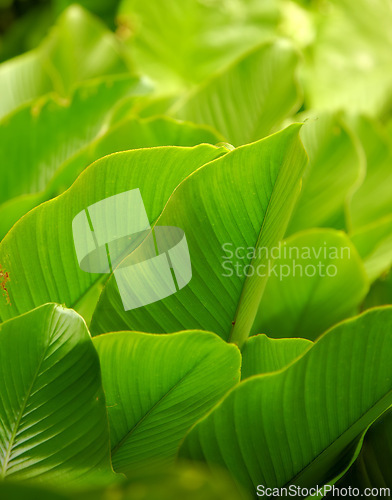 Image of Green, leaves and growth in outdoor nature, peace and ecology in countryside or sustainable environment. Plant, ecosystem and botanical garden and biology in forest or woods, closeup and foliage