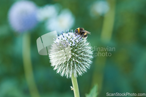 Image of Thistle, flower and bee in meadow at countryside, field and landscape by plants in background. Botanical garden, pasture and echinops by petals with pollen in bloom in backyard, bush or nature