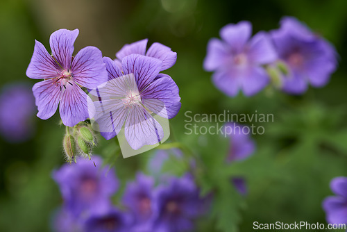 Image of Flower, cranesbill and bloom in outdoors for nature, horticulture and conservation of meadow. Plants, calm and growth in sustainability of countryside, ecosystem and botany for environment on travel