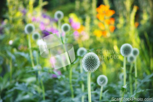 Image of Globe thistle, natural and plant in spring meadow for closeup, fresh and nature wild vegetation. Ecology and pollen flower for biodiversity, sustainability and environmental garden botanical growth