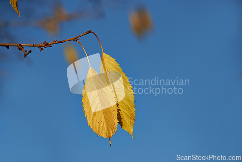 Image of Autumn, leaves and growth in outdoor nature, branch and ecology in countryside or sustainable environment. Plant, ecosystem and botanical garden and biology by blue sky, forest and foliage on tree