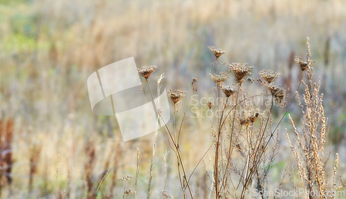 Image of Plant, flowers and spring outdoor in environment, landscape and nature in South Africa. Flora, ecosystem and natural blossom by grassland, field and countryside for peace, zen and relaxation