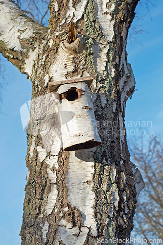 Image of Birch, tree and closeup on birdhouse in nature, park or woods with blue sky and environment conservation. Wood, box and diy natural shelter for wildlife in backyard, garden or outdoor in forest