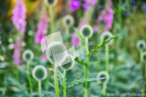 Image of Globe thistle, flower and nature in bush for spring closeup, fresh and natural wild vegetation. Ecology and pollen plant for biodiversity, environmental sustainability in botanical garden growth