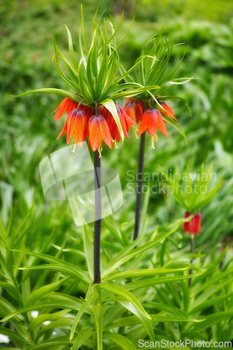 Image of Flower, lilies and ecology in nature for sustainability, horticulture and conservation of meadow. Plants, garden and growth in environment of countryside, ecosystem and botany on travel in field