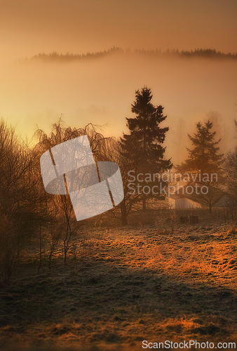 Image of Forest, autumn and sunrise with mist in countryside environment with tree nature, spring or grassland. Woods, fog and meadow in England for rural farmland harvesting or dusk haze, outdoor or plants