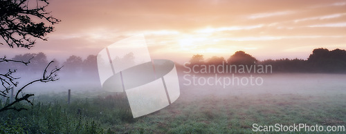 Image of Farm, cereal plants and mist on field in morning, sunrise and wheat plant in sustainable environment. Countryside, sunshine or grain agriculture in england, crops or calm in rural ecology in nature